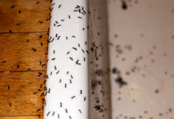 Best Affordable Pest Control Services  in Hometown, PA