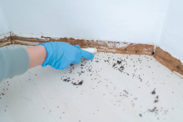 Insect Control in Hometown, PA